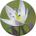 SWERTIA FLOWER EXTRACT