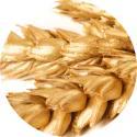 GLUTEN